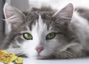 Manfaat Minyak Ikan untuk Kucing: Rahasia Kesehatan Kucing yang Bahagia