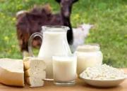 Ragam Manfaat Susu Kambing Untuk Kesehatan Tubuh Manusia